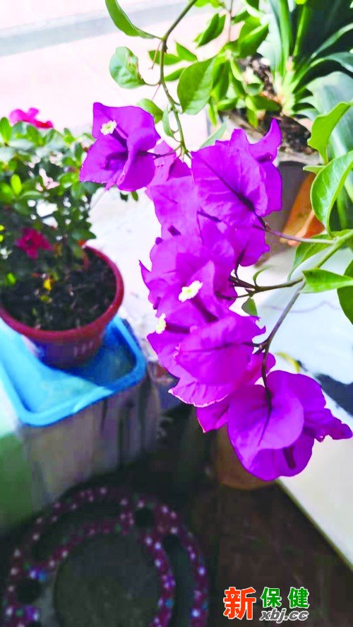 冬天適合在家養的花，讓寒冷冬日芬芳滿屋